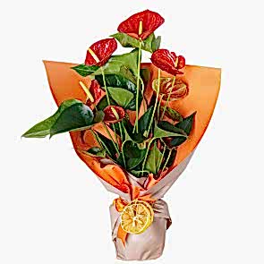 Ofis Çiçekleri Saksı Antoryum SAK1341 