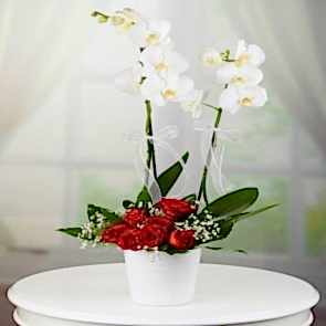 ÇİFT DAL ORKİDE VE 7 ADET GÜL