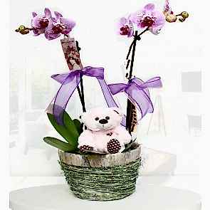 Tatlı Bir Sürpriz 'Orkide ve Oyuncak'