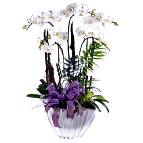 Özel Vazo İçerisine 5 li Beyaz Orkide Aranjmanı
