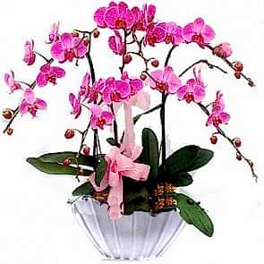 Özel Vazo İçine 5 Adet Açık Pembe Orkide Aranjmanı