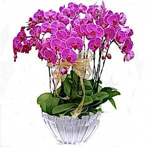 Özel Vazo İçine 9 Adet Pembe Orkide Aranjmanı 