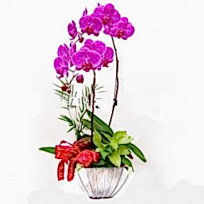 Özel Vazoda Koyu Pembe 2 li Orkide Aranjmanı 