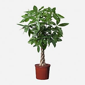 Para Ağacı pachira Saksı Çiçeği