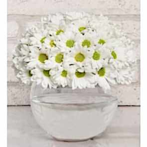 Papatya Küresi- SA509