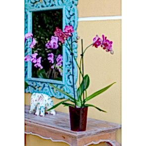 Çift Dal Mor, Exotic Orkide