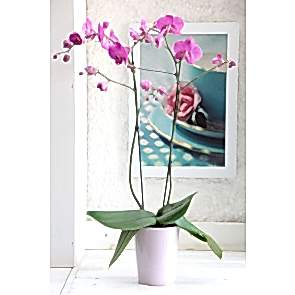 Çift dal Pembe, Janet Orkide