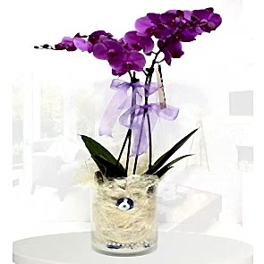 Pembe Orkide Nazar Değmesin