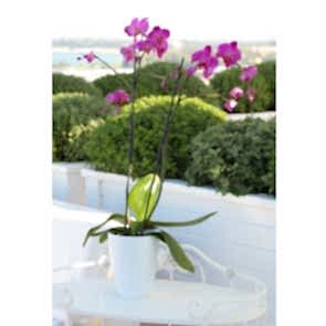 Çift Dal Mor,Pink Orkide