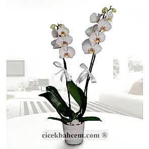 Saksı İçerisine Hazırlanmış 2 li Beyaz Orkide
