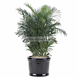 Saksı Çiçeği Gönder Areka Büyük 