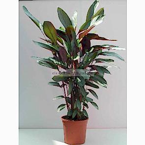 Saksı Çiçeği Gönder Calethea 