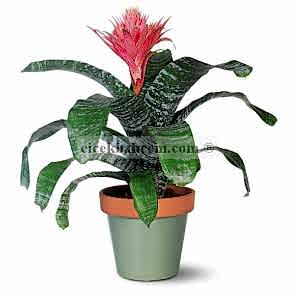 Saksı Çiçeği Siparişi Aechmea 