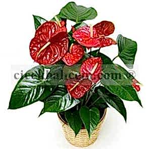 Saksı Çiçeği Siparişi Antoryum