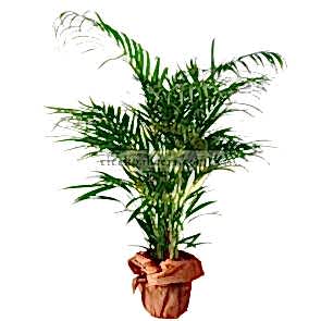 Saksı Çiçeği Siparişi AREKA.