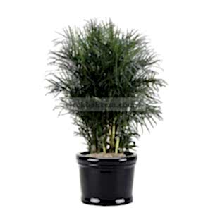 Saksı Çiçek Chamaedorea Areka