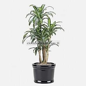 Saksı Çiçek Dracaena Fragrans