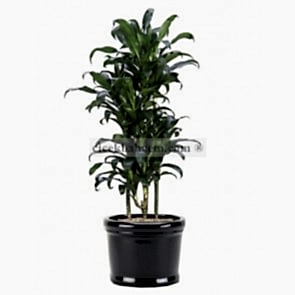 Saksı Çiçek Dracaena Koyu Yeşil 
