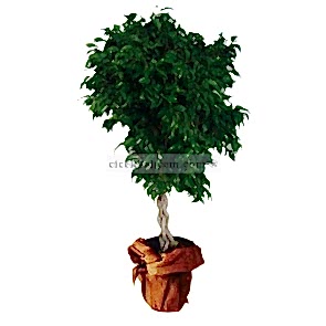 Saksı Çiçekleri ÖRGÜLÜ BENJAMİN 