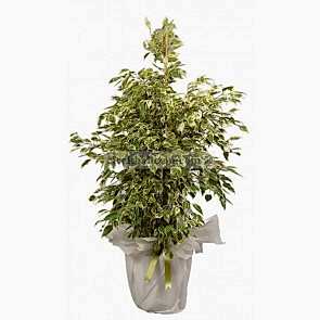 Saksı Çiçekleri STAR LIGHT BENJAMİN