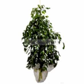 Saksıda Çiçek Siparişi FICUS BENJAMİN