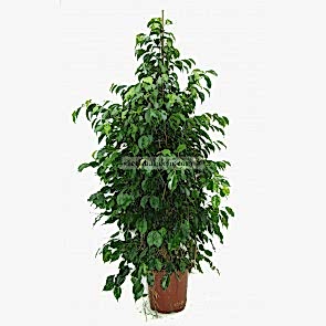 Saksıda Çiçek Siparişi Yeşil Benjamin