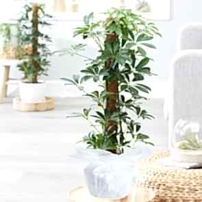 Schefflera (Şeflera) Çiçeği 