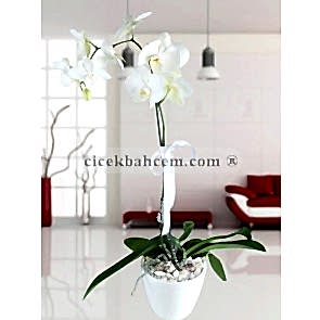 Mika Vazo İçine Hazırlanmış Beyaz Orkide