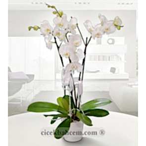 Seramik Vazo İçerisine Hazırlanmış 3 Dal Orkide Aranjmanı 