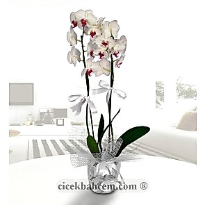 Seramik Vazo İçirisinde 2 Dal Köklü Orkide Aranjmanı