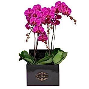 Ankara Çiçek - Kare Siyah Kutuda 4 Dal Pembe Orkide