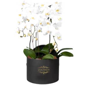 Siyah Kutu İçinde 4 Dal Beyaz Orkide
