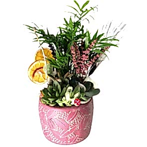 Sukulent Güzelliği