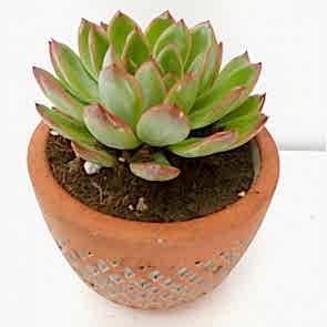 Taş Vazoda Sukulent