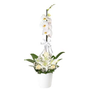 Tekli Beyaz Orkide 3 Beyaz Gül Lilyum