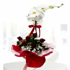 Orkide 7 Kırmızı Gül ® ORK121