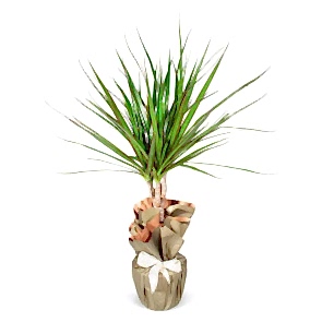 Dracena Saksı Çiçeği