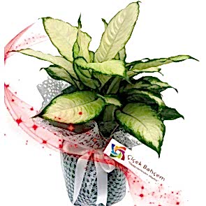 Dıfenbahya Tıropik Çiçeği 