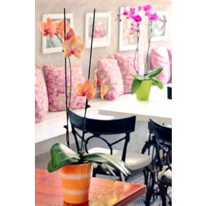 Çift Dal Turuncu, Topaz Orkide