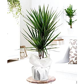 İkili Dracena Saksı Çiçeği