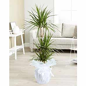 Üçlü Dracena Saksı Çiçeği