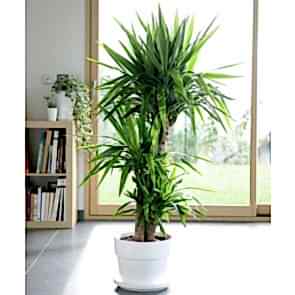 3'lü Yucca Çiçeği