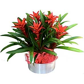 Vazo İçerisine Hazırlanmış 5 Adet Guzmanya Aranjmanı