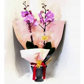 Posh Purple Orchid Plant