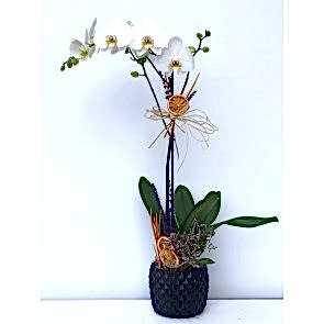 Top Quality Vibes Orchid