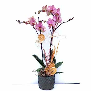 Çift Dal Pembe, Mix Orkide