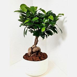 Beyaz Saksı İçerisinde Ficus Bonsai