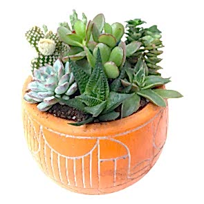 Yüksek Kaliteli Ürünler Sukullent