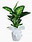 Orta Boy Dieffenbachia Tropik Saksı Çiçeği