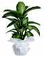 Orta Boy Dieffenbachia Tropik Saksı Çiçeği